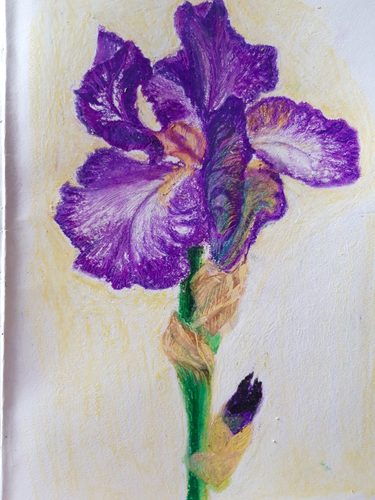 Oil pastels, Iris.